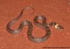 Common Wolf Snake | Indiansnakes.org