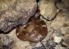 Common Wolf Snake | Indiansnakes.org
